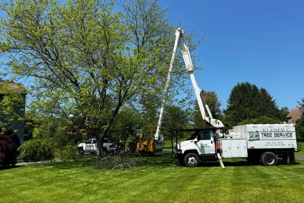 Kleber-C-Tree-SERVICES 2_7_11zon